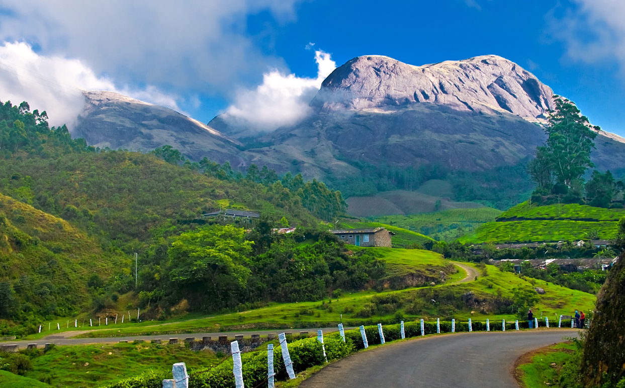 Kerala tea gardens